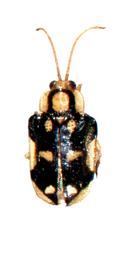   Aslamidium (Neoaslasmalisium)  habitus. 